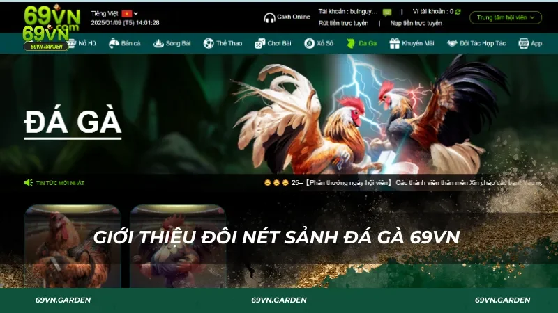 Giới thiệu đôi nét về sảnh đá gà 69VN